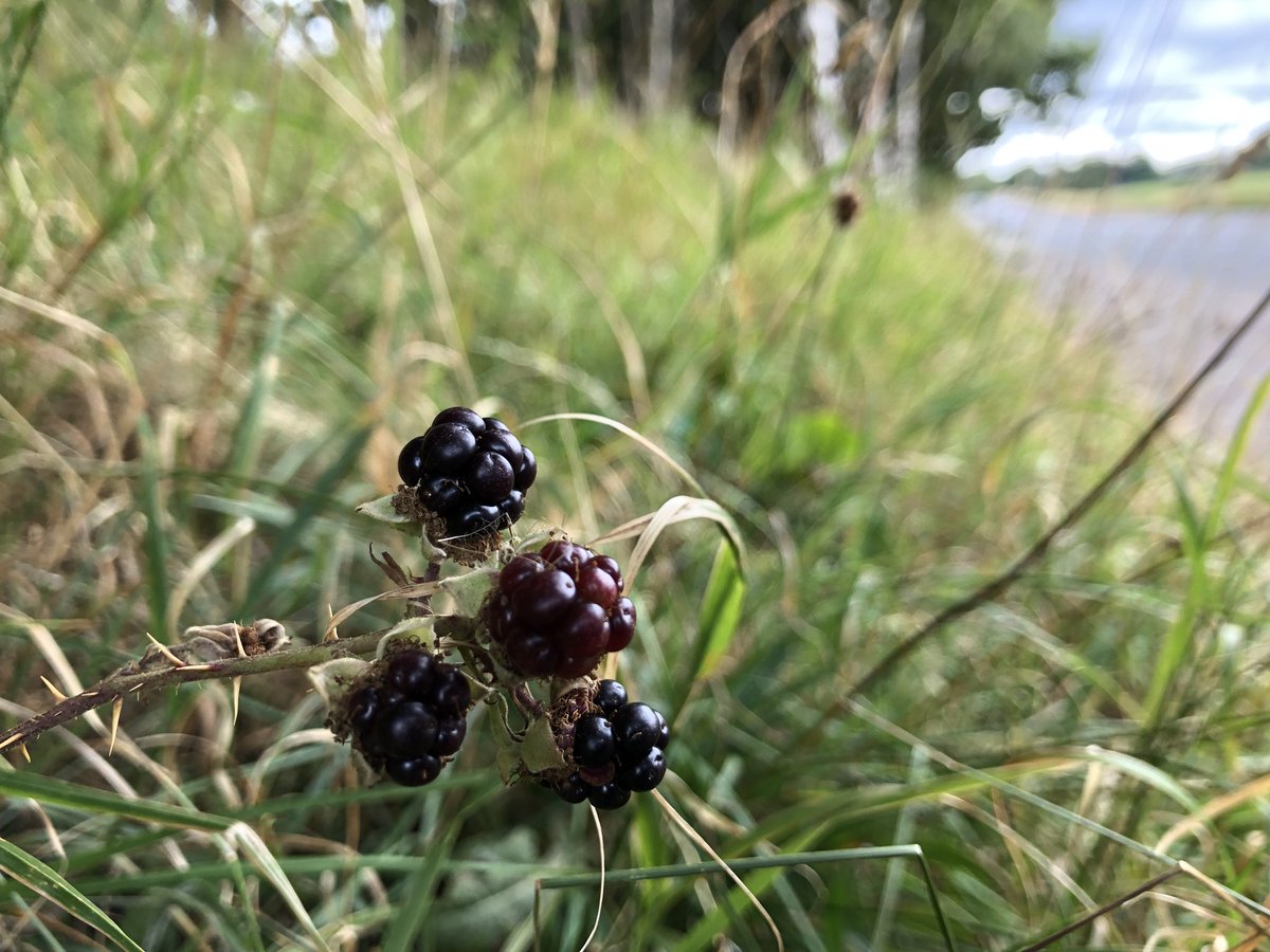 paulinecjones's tweet image. Thinking of your #JobOptions?