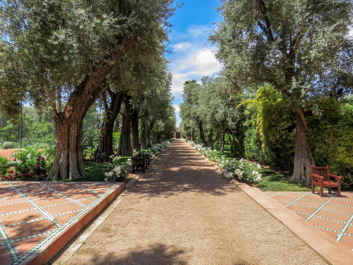 cestujschutou's tweet photo. A beautiful garden alley at La Mamounia hotel in Marrakech. 

#cestujschutou 
#travel #travelers #traveling #trip #exotictrip 
#africa #morocco #marrakech #lamamounia
#hotel #palace #garden #alley #trees #bushes #plants #flowers #shades #bluesky 

https://t.co/LRLwYULiYE https://t.co/aw6GJISnyO