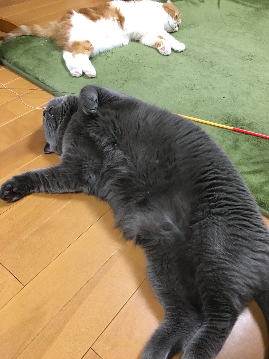 bubu_fish's tweet photo. タオ出てきたけど、この有様。 https://t.co/QpKNNzvXM0