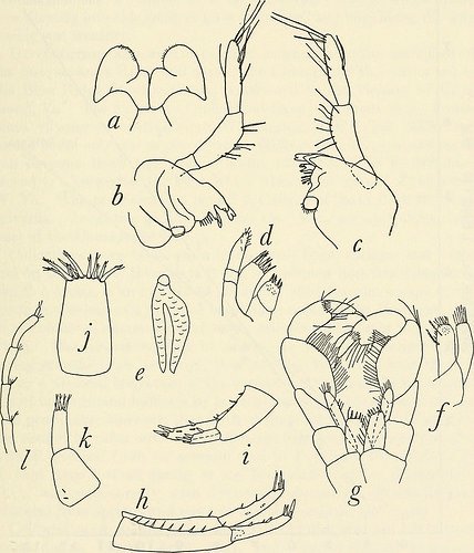 CommonsBot tweet media