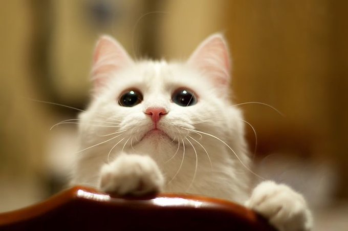 二度見するほど美しい生き物さん の最近のツイート 11 Whotwi グラフィカルtwitter分析