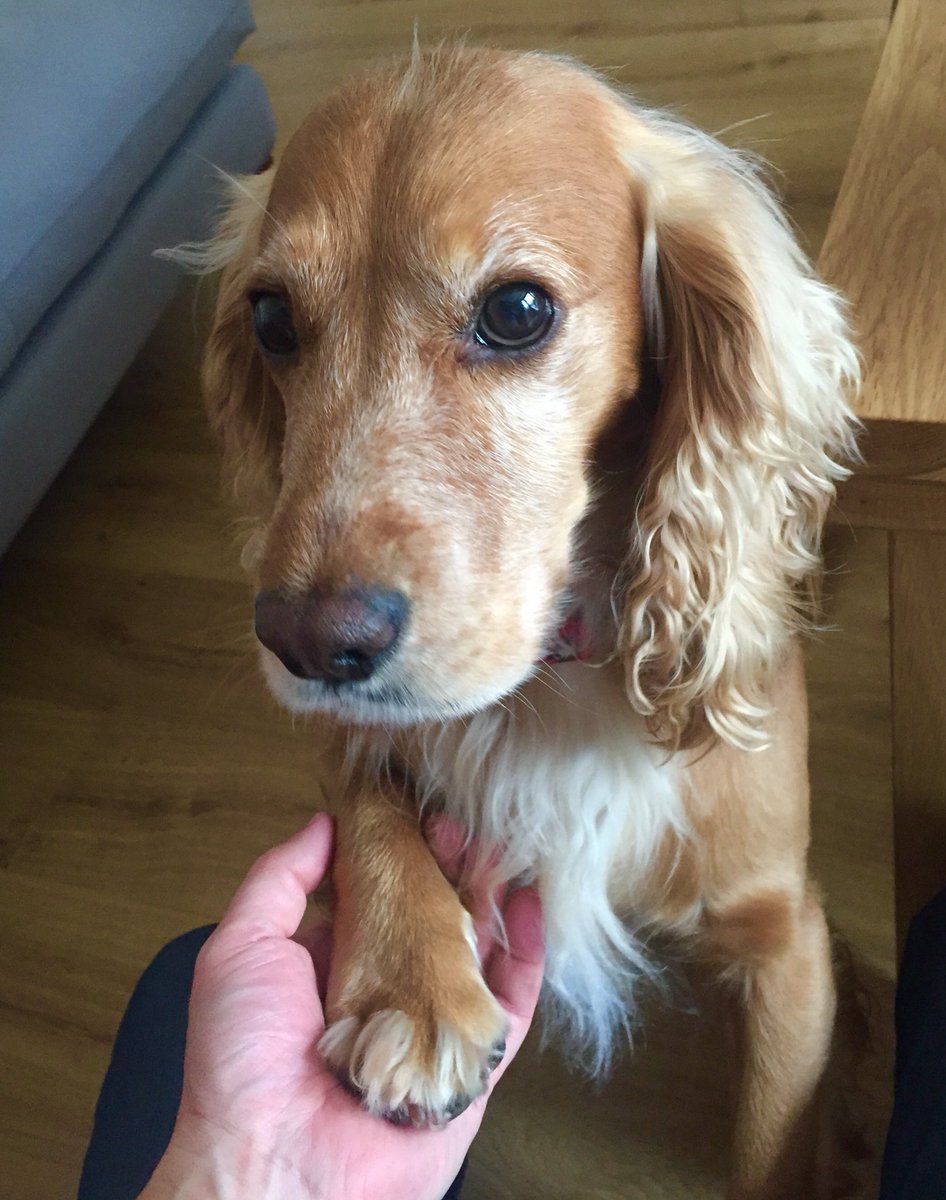 Will miss this boy after a great week of dog sitting #spaniel #cockerspaniel