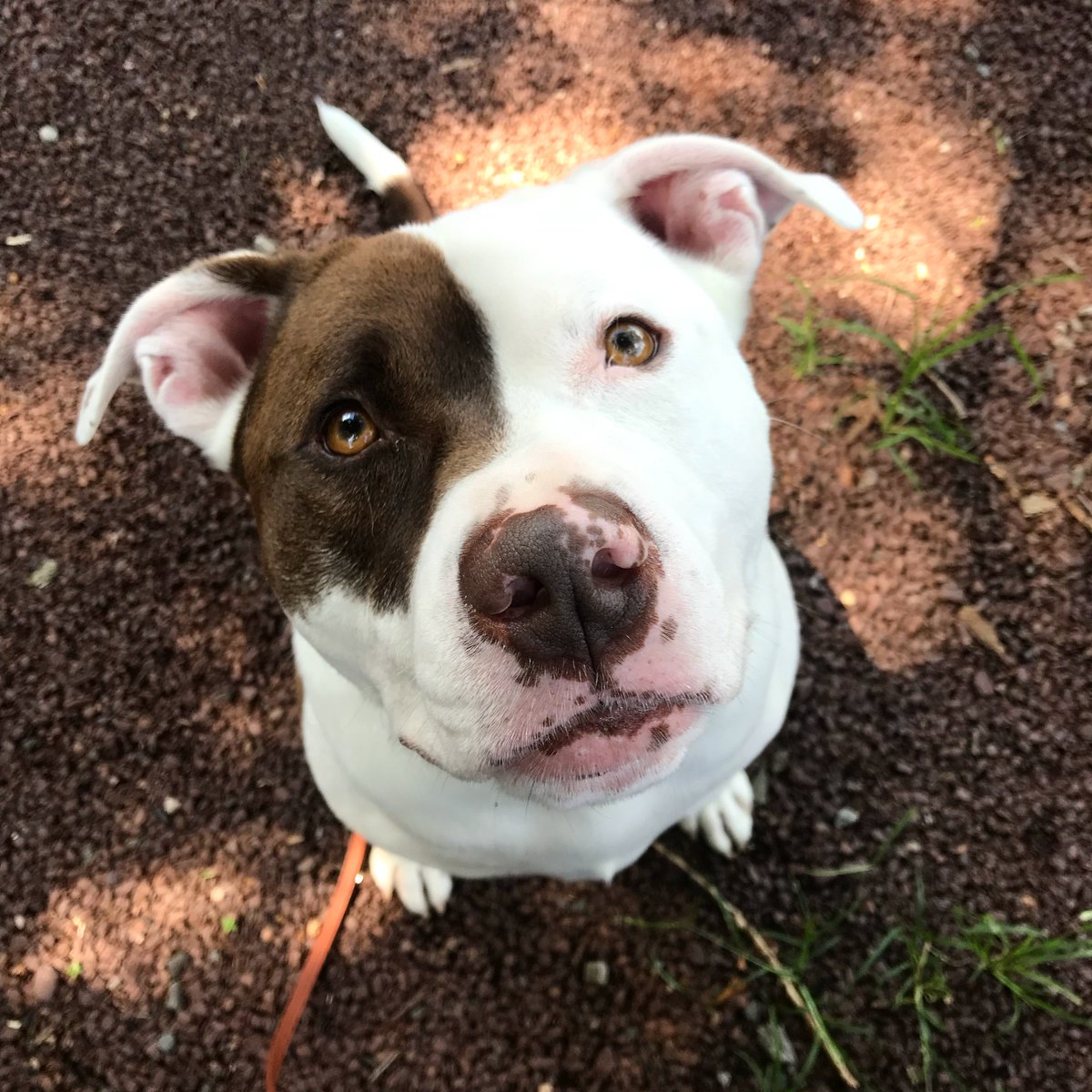 lilospromise's tweet photo. Join us today from 8am- 12pm at the Collingwood Farmers Market &amp; get some love from Hercules! 🐶 Swing by say hello, get some puppy love &amp; help save a life! We hope to see you soon. 🐾🍍🌽🍉🐶❤️ #RescueSavesLives #DonationsSaveLives #AdoptDontShop  #LilosPromiseAnimalRescue https://t.co/SHJB9WvKxM