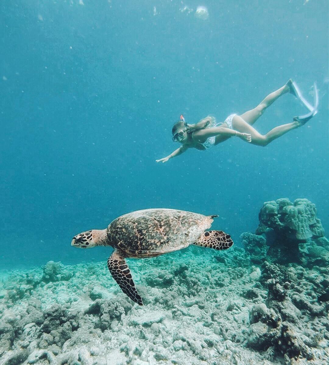 elyseknowlzy's tweet photo. In the deep blue with this beautiful creature 🐢🐢 so peaceful you are 👌🏼 https://t.co/dWM2S319Dt