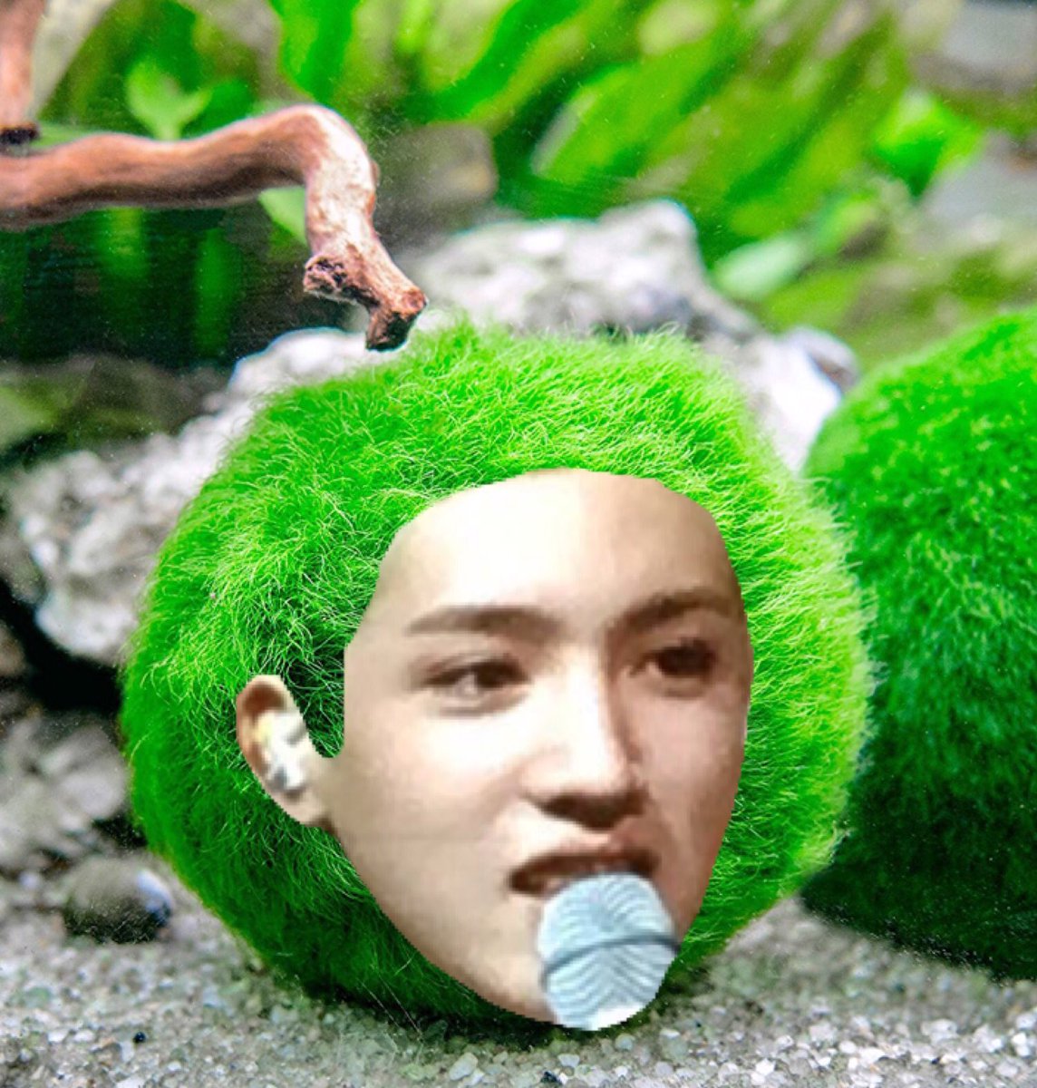 cursedpentagon's tweet photo. Marimo boy, I love you https://t.co/xMfDcVkRpm