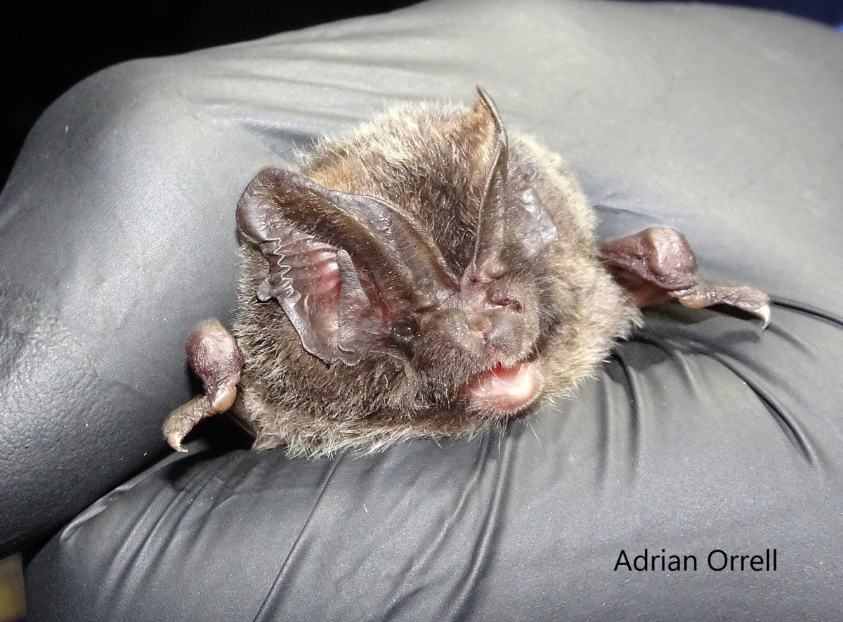 NottsBatGroup's tweet photo. Nottinghamshire Bat Group features on @BBCCountryfile tomorrow at 5.30pm on @BBCOne! Members were filmed during trapping for the Barbastelle project at @hillholtwood 🦇! The project and our other project Echolocation Location are sponsored by @heritagelottery @HLFEastMids https://t.co/1Uv13rSKXH
