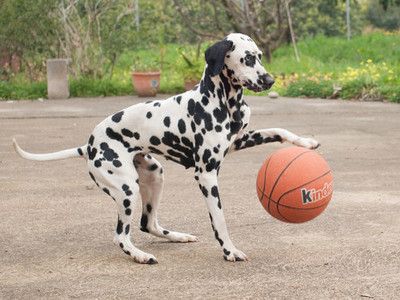 Dpointernews's tweet image. DNA testers tell dog on how to play basketball thepointernews.com/dna-testers-te…