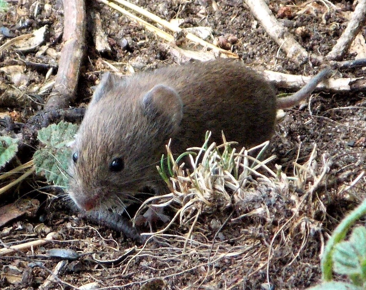 online fossile sporae in situ