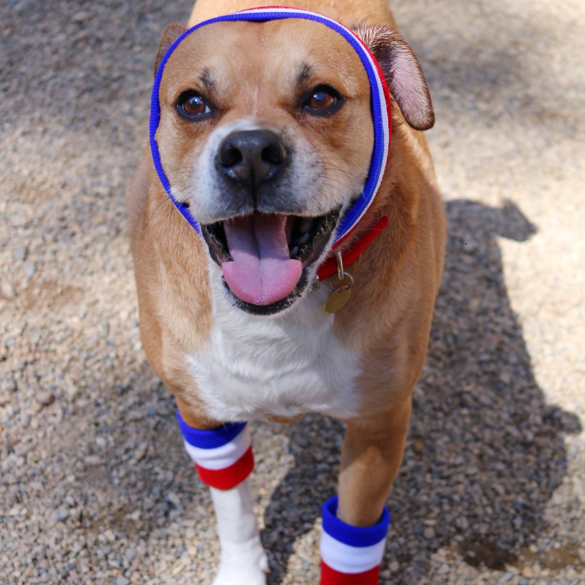 CHAAnimals's tweet photo. Saint is up early this morning preparing for the 28th annual Dog Jog. Join us on Sunday, August 26, for this fun family event! Meet him today from 1-4. 
https://t.co/WzsL513maP
#CHADogJog 
#adoptCHA 
#5ksinCbus https://t.co/Yfx0VQ0en7