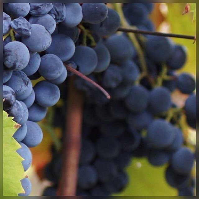 winevoo_'s tweet photo. vineyards... #minimalpleasures  #smallproducersgreatwines #evoo #pleasurefood #nyiooc2018 #emporiogouveiablackbottle @emporiogouveia #azeiteemporiogouveia #evoopraemium #offthewall https://t.co/gwWcnWeBlr https://t.co/ivlynvplnZ