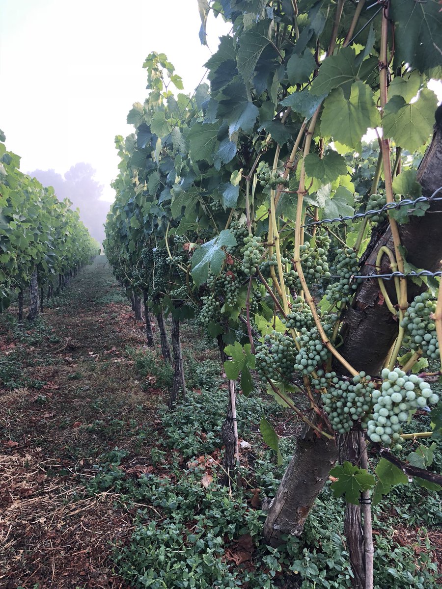 FourAcresEstate's tweet photo. Lovely misty morning and the vines are looking good! https://t.co/4KMJBZazlG