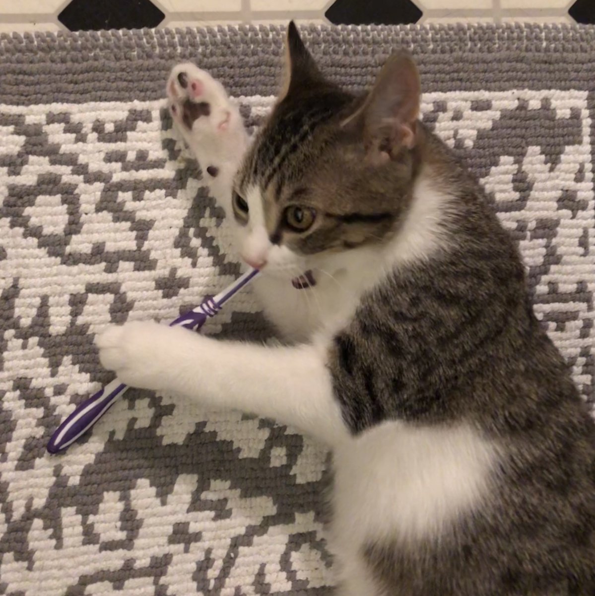 BorisKitty's tweet image. Someone decided to use Human2’s toothbrush without asking. #pyewacket #kittens #badboys