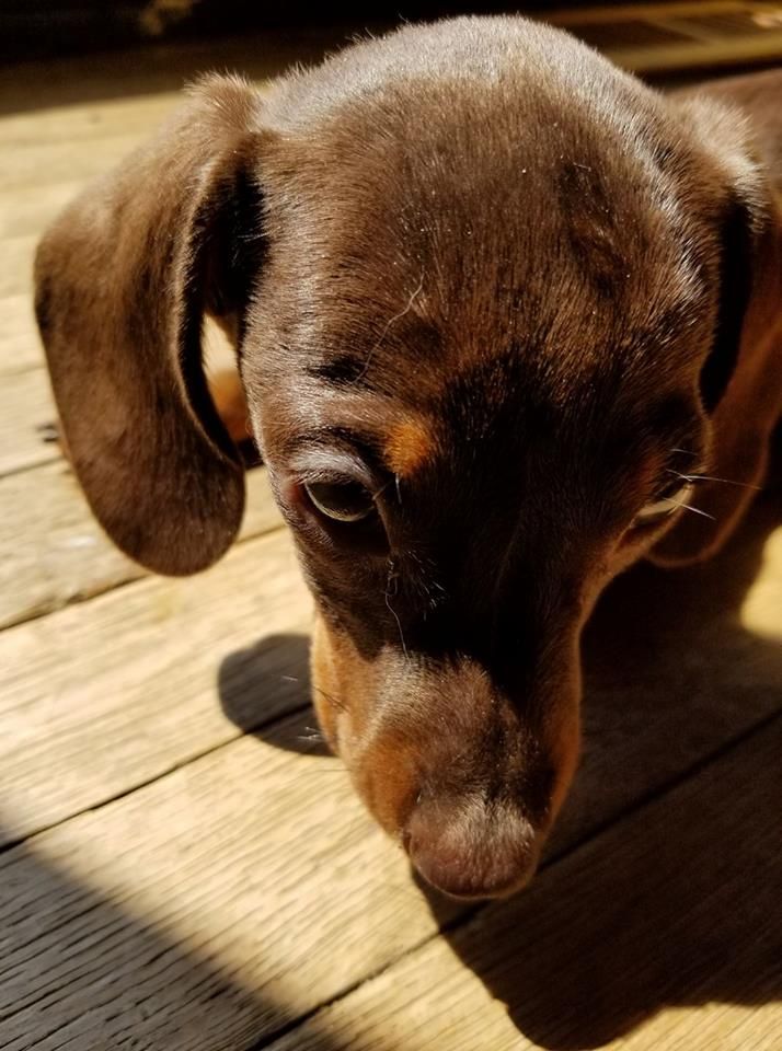 StuartPetSupply's tweet photo. There's always a wild side to an innocent face-  #dontbefooled #rascal #Buster #ornery #petfeature #pupfluence #dogfluence #stuartpetsupply #dachshund #puppyface #puppybreath #petsupplies #doxies #doxiepup

https://t.co/KuwNI9UKH2. https://t.co/qsVmtmGMYa
