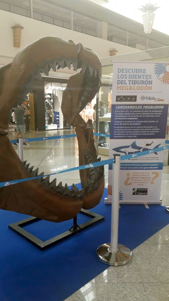 laljub's tweet image. #Megalodón 🦈 ha sido una de las pelis que se ha estrenado 🎬 este finde en @cinesabc #Elx. Si quieres descubrir cómo eran los dientes de este enorme tiburón, ¡no te pierdas la mandíbula de #CarcharoclesMegalodon expuesta entre Hiper Plata y Essenza Oro gracias al @mupe_elche! 😱