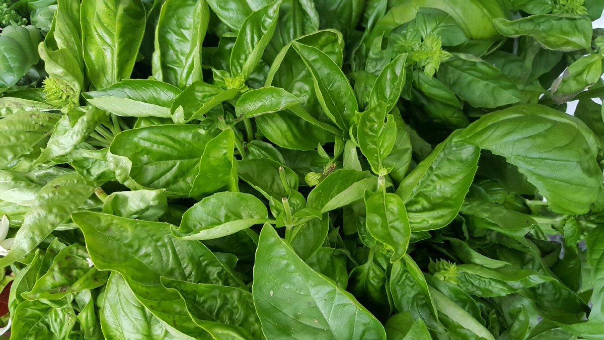 We are at @StStephensFM with organic veggies, chicken, eggs, preserves, peaches, nectarines, Asian pears and tons and tons of basil! Time for pesto!! We are here until noon! #rva #RVAdine #rvafood #vafoodie