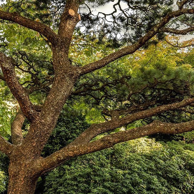 evanhannaphoto's tweet photo. Tree at Japanese Garden
.
.
.
.
#tree #follow #like4like #outdoors #outside #gettingoutside #japanesegarden #portland #portlandoregon #oregon #green #travel #travelphotography #instagram #lumix #lumixlounge #wandering #hiking #exploring #iwanttoclimbthat #shootthis #shootthat https://t.co/QzQTR5mI7P