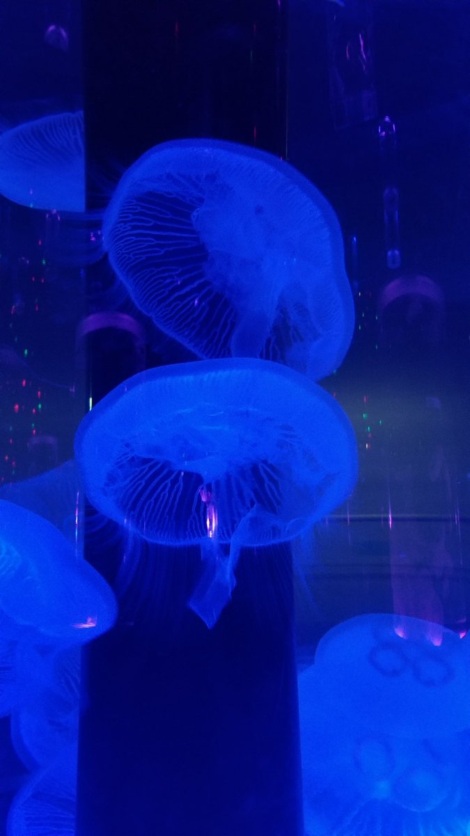 幻想的な画像