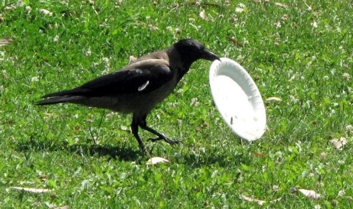 DailyMirror's tweet photo. Crows trained to pick up cigarette butts and rubbish at theme park https://t.co/yhaSLjv0mS https://t.co/35UURrxBsy