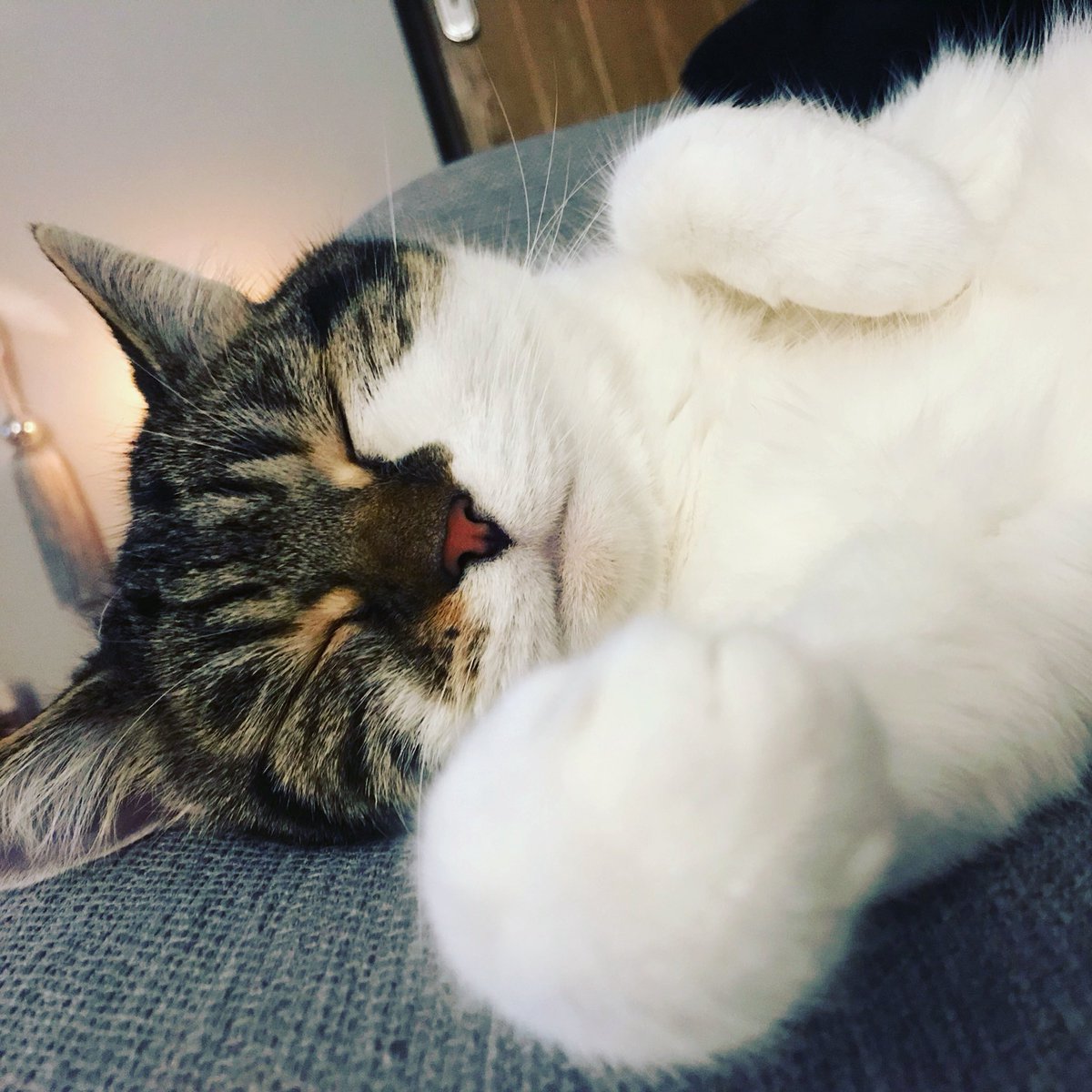 MrRealProGaming tweet media