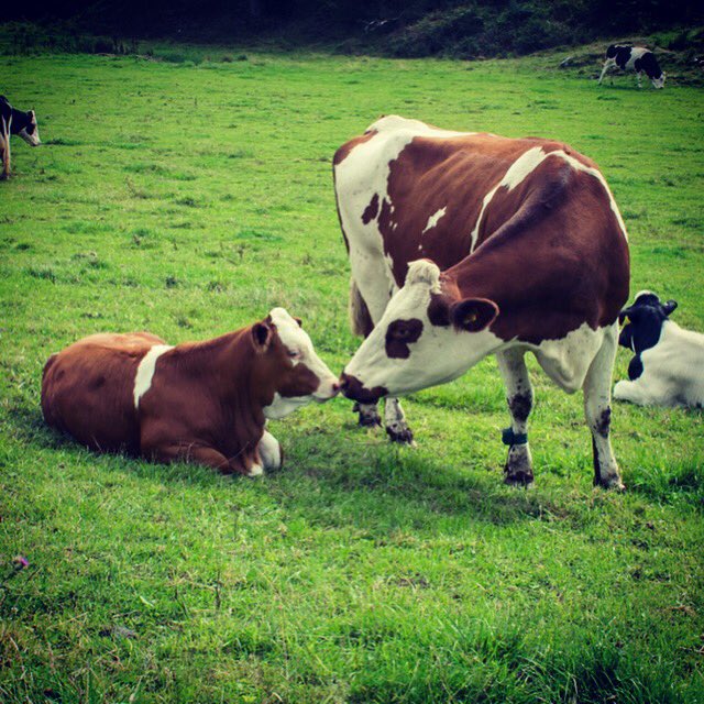 Nose to nose, dairy calf with mum #cowandcalf #calfatfoot #organicdairy #ethicaldairy