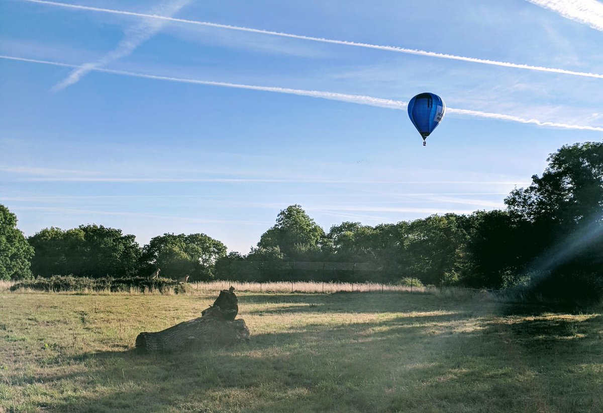 24_emx's tweet photo. @stpetershospice @bristolballoon @wild_place Yes of course!! Think this picture is slightly clearer can see the cheetahs looking ! https://t.co/F0rgpAiIJs