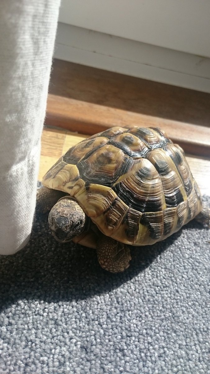 RSPCAHereford's tweet photo. Please look out for this tortoise, sadly missing after escaping from her garden in Kington #Hereford #losttortoise @KingtonTown https://t.co/F7m0SzrG8N