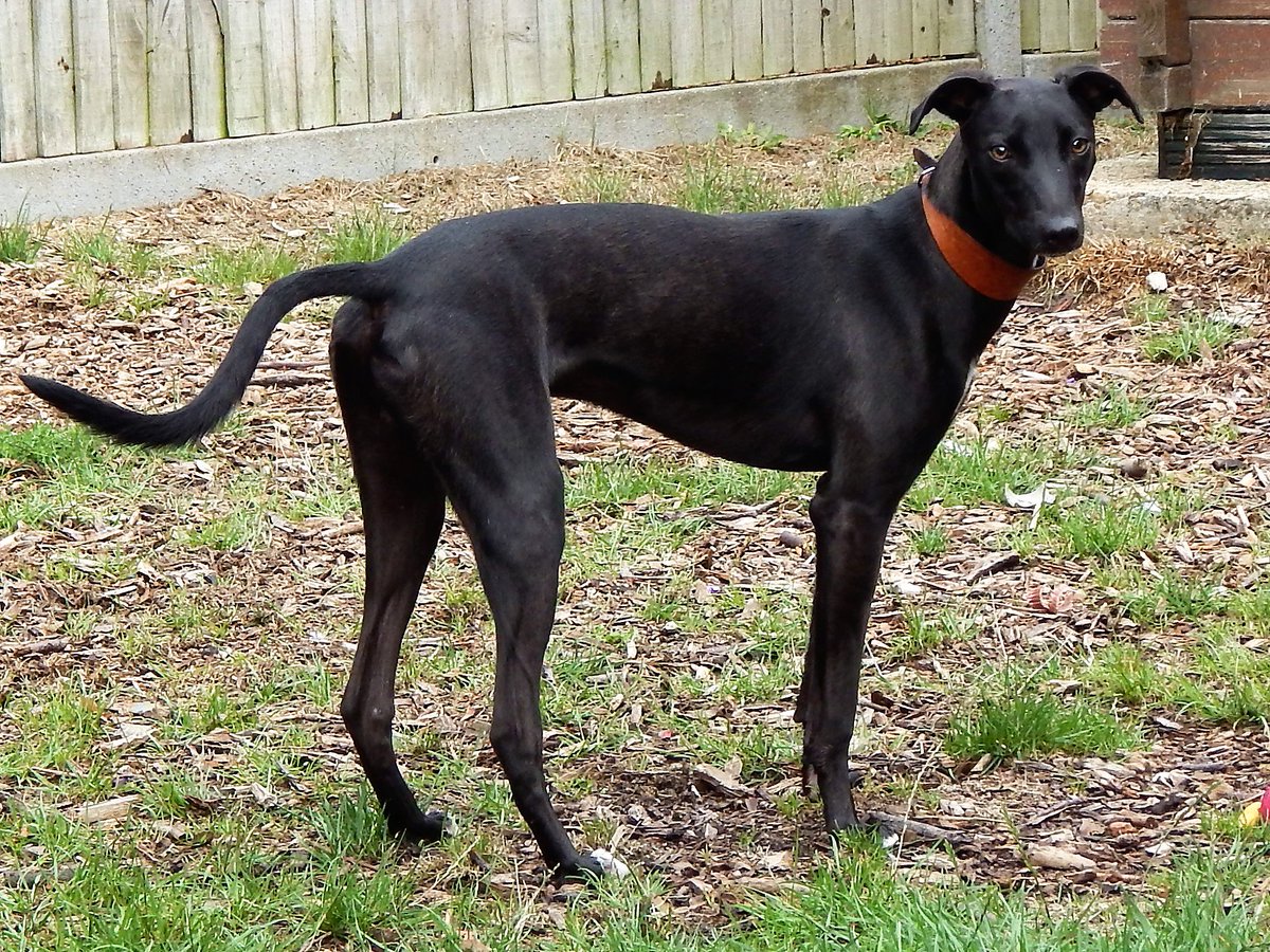 Stubbington Ark, RSPCA Solent branch tweet media