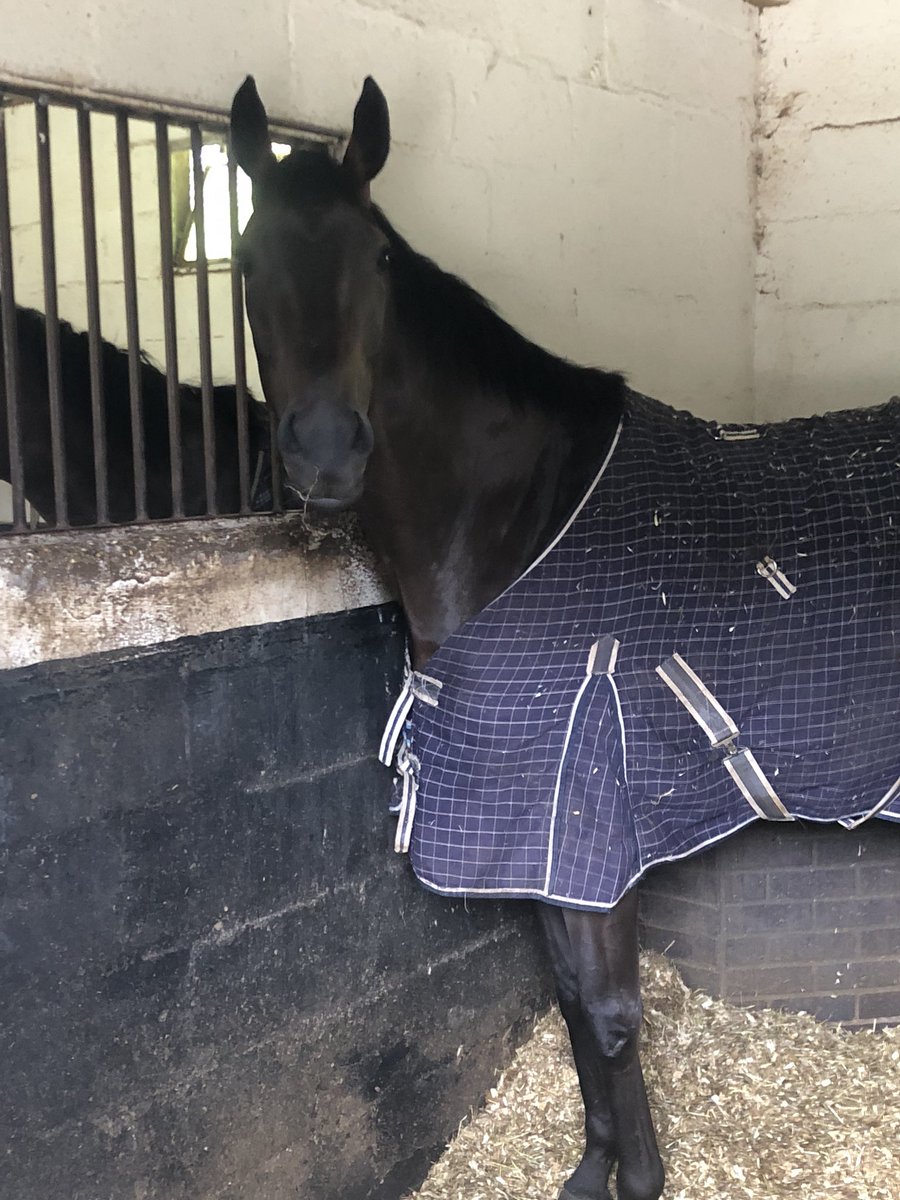 RacingJenkins's tweet photo. Chloellie looking happy with herself this morning after her win last night. https://t.co/vxCWoqy4ss