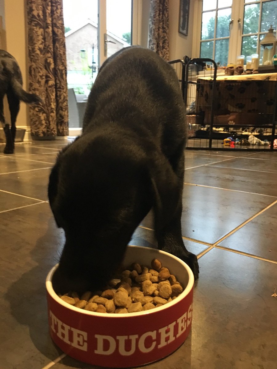 Fenway Labradors tweet media