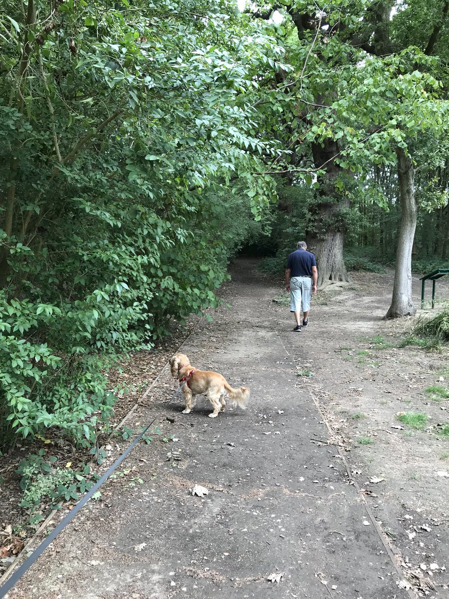 fiholley's tweet photo. Rosie enjoyed a nice long walk in cooler conditions, even got Mr H out. #NursesActive #dogsactive #NHS1000miles #ASPHgetactive ππΆ https://t.co/dCcGYZTXx1
