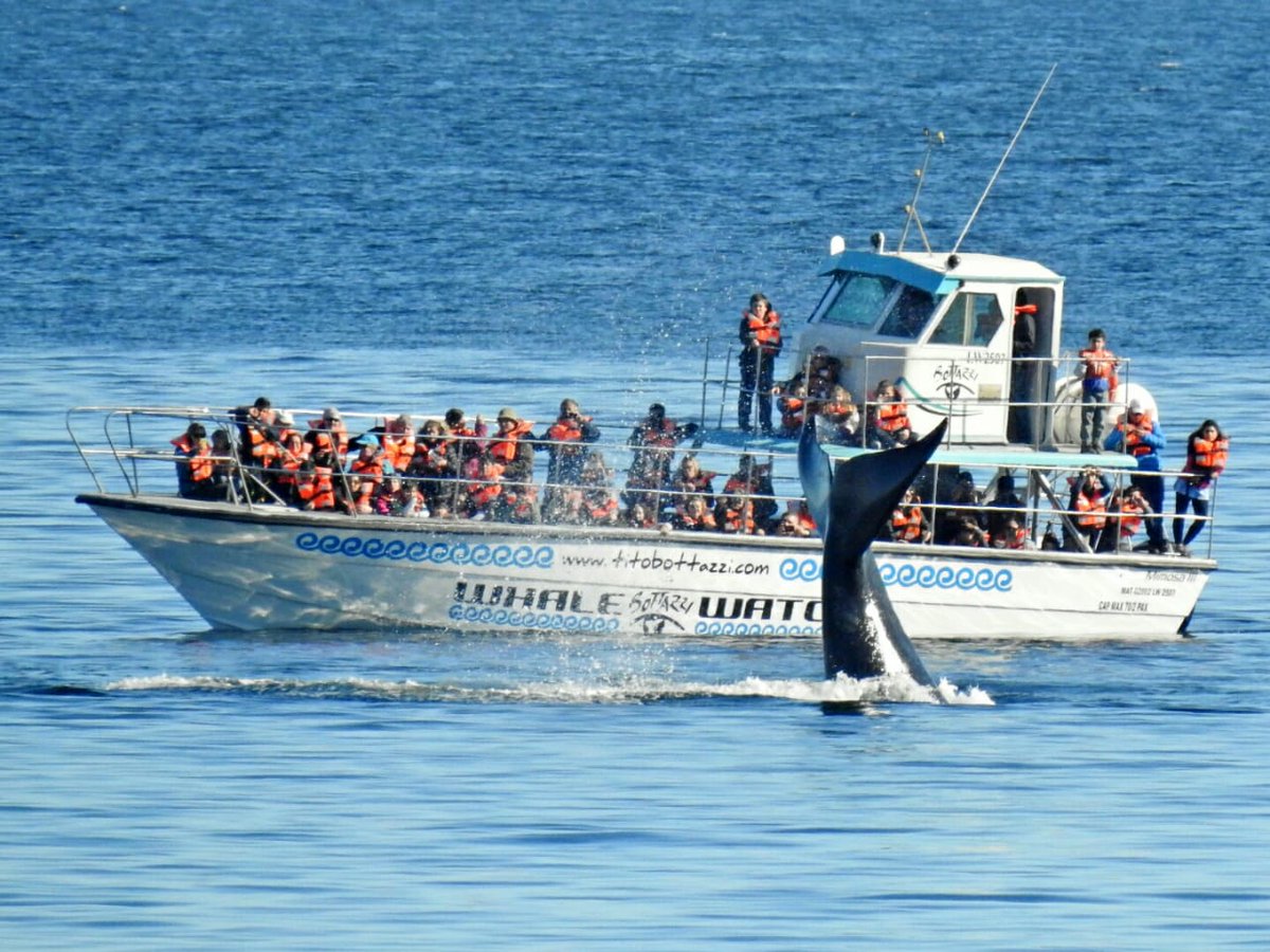 TitoBottazzi's tweet photo. Durante el avistaje, los delfines te pueden sorprender con su visita. Vení a disfrutar de la experiencia! Reserva en: https://t.co/l6P1WNoJTI
📷Juan C Lobos
#avistaje #NaturalezaSinLímites #Chubut #Península #Patagonia #SouthernRightWhale #Invierno #momentopirámides #Argentina https://t.co/2oN78ON8eD