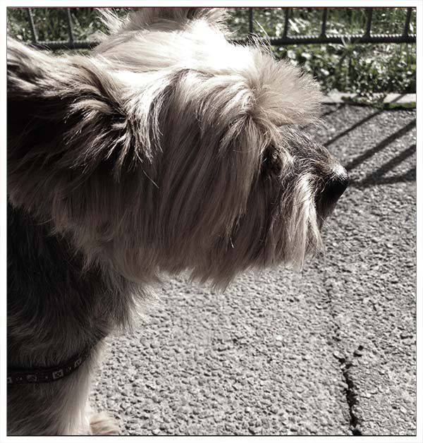 ShadeDesign's tweet image. 🥰 
#Yorkie #Yorkshire #YorkshireTerrier #Dog  #puppy #doglovers #DogLife  #CuteDog #LoveYorkie #loveDogs #LoveYou #FunnyDog #CuteYorkie  #sweetLife #funPics #pets #love #LoveYou #puppylove #blackwhite