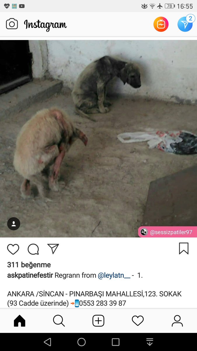 DLoslathe's tweet photo. ANKARA Sincan Pinarbasi Mahallesine ulasabilecek olan hayvanseverler var mi???🆘🆘🆘🆘🆘🆘🙏🏻🙏🏻🙏🏻🙏🏻😱 https://t.co/DXjqesjXZR