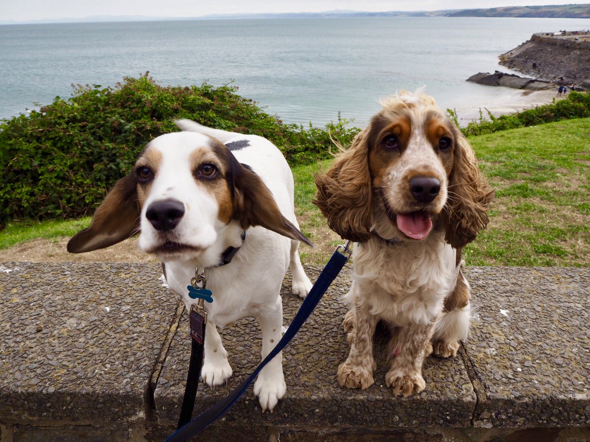 Thewoofhouse's tweet photo. We’re on our Holibobs in South Wales with our humans! #thewoofhouse #fredandboo #dog #dogbusiness blog post to come after we’re back on our dog friendly experience in South Wales! 🐾 https://t.co/e8oS1vtamT #dogfriendly #dogfriendlybeach #dogfriendlycafe #dogfriendlycottage https://t.co/QMM2Y9JUgF