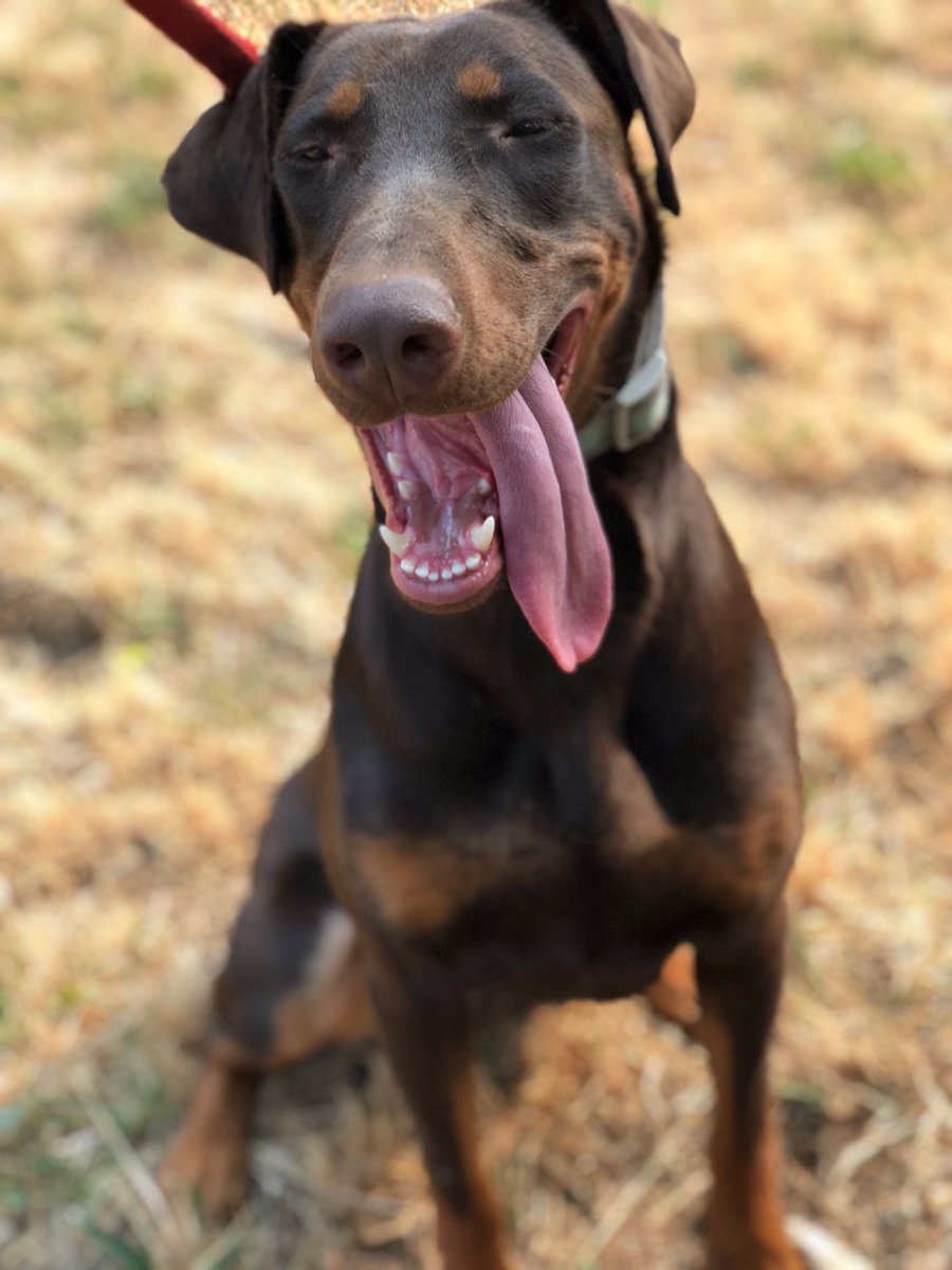DogMountainRes1's tweet photo. Looking for a tug of war partner? This is Robin!! contact @DogMountainRes1  for adoption details! https://t.co/nTOag2XRnx