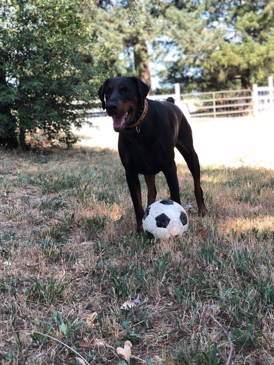 DogMountainRes1's tweet photo. Looking for a soccer partner? This is Zane!! contact @DogMountainRes1  for adoption details! https://t.co/6sSx1DxBtK