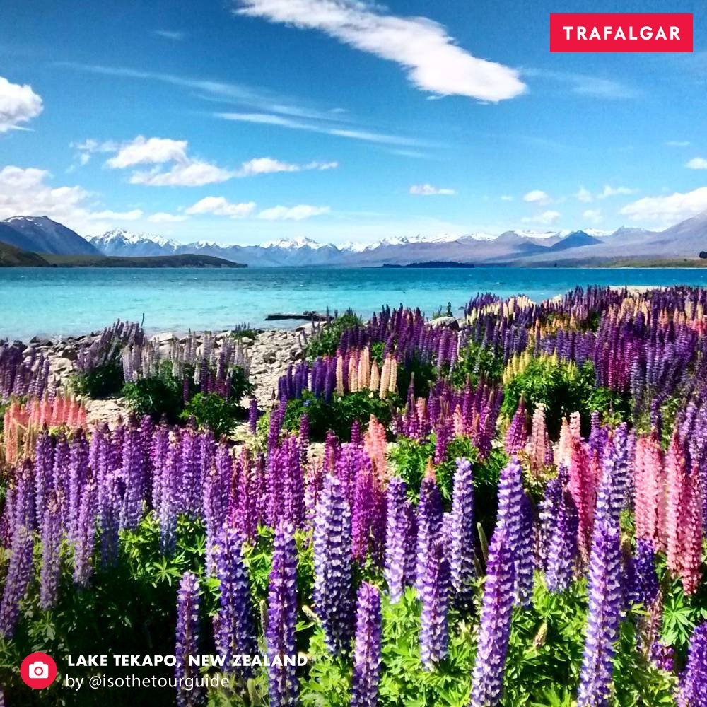 “My favourite time of year to visit New Zealand is in the spring. For only six weeks of the year, these beautiful flowers blossom throughout the South Island, culminating along the shores of Lake Tekapo.” – Isobel, Trafalgar Travel Director, New Zealand  #LakeTekapo #NewZealand