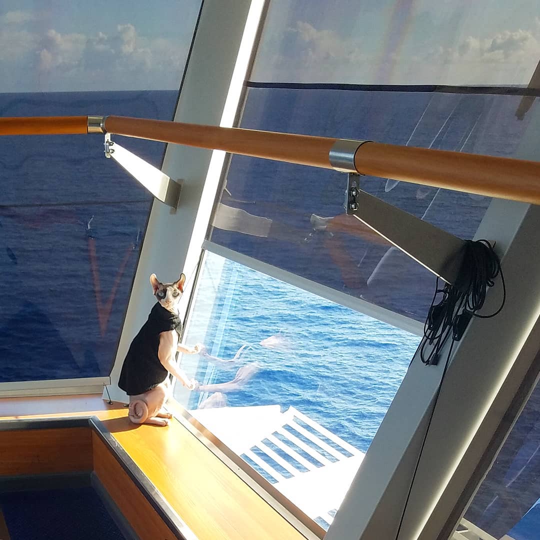 LisaColang's tweet photo. Will @CelebrityCruise Captain Kate McCue and her famous #Instacat #BugNaked, be watching @hallmarkchannel's #LoveAtSea this #Caturday at 9/8C? After all, the movie was filmed on sister line, @RoyalCaribbean! 📷: #bugnaked https://t.co/yDBF0Lk1PJ