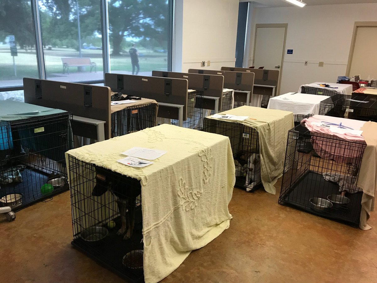 austinanimals's tweet photo. Austin, we need your help! We are completely full and have 20 dogs in crates in a conference room, plus dogs in offices and truckport kennels. If you can adopt or foster PLEASE come in today. We're waiving adoptions fees RIGHT NOW for medium and large dogs!! https://t.co/P8Boe609IM