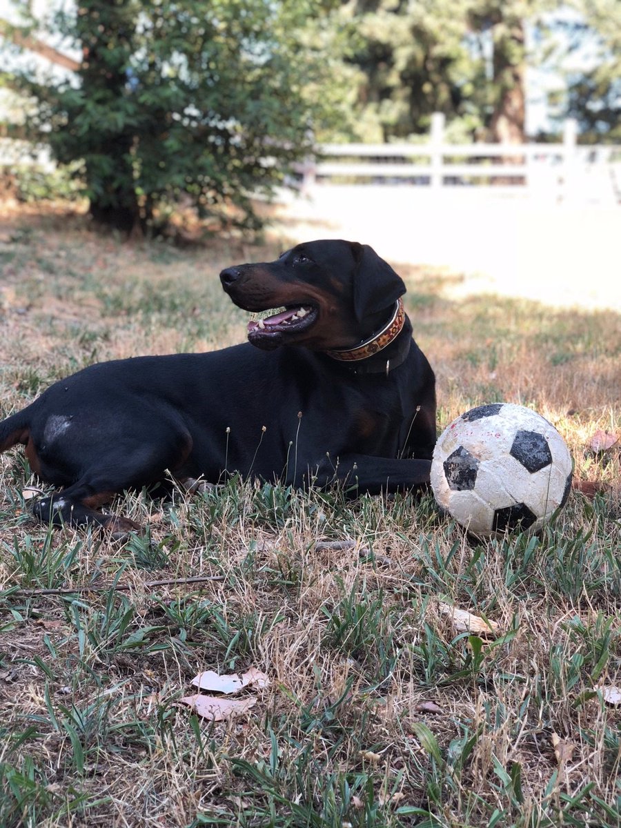 DogMountainRes1's tweet photo. Looking for a soccer partner? This is Zane!! contact @DogMountainRes1  for adoption details! https://t.co/6sSx1DxBtK