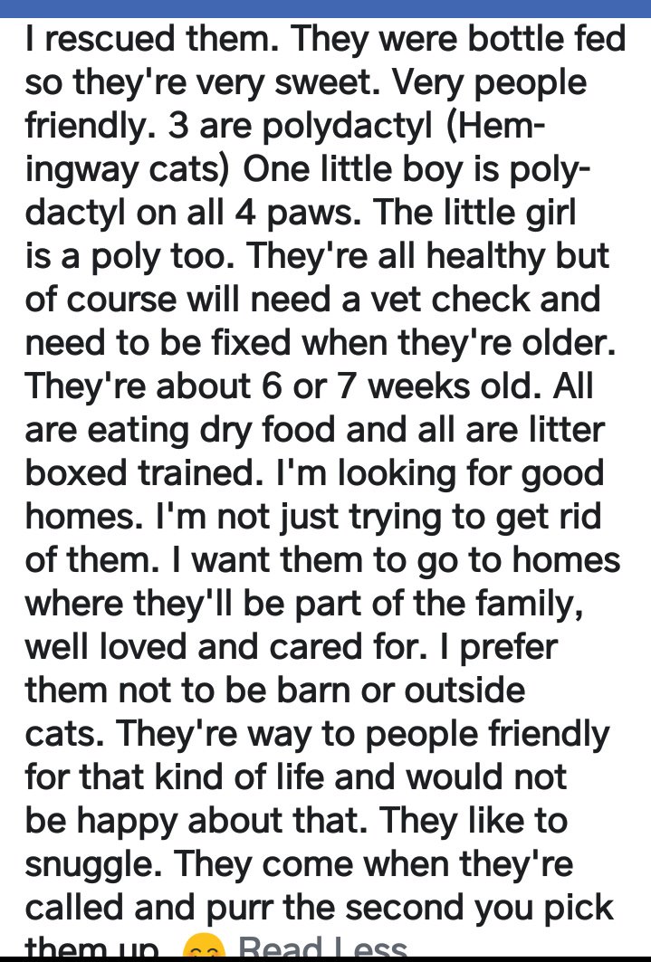 67_4_17's tweet photo. #Caturday Kittens Who need forever homes. More about them in the photos. They need to find families. Located in South Mississippi (on the coast) #hemingwaycat #polydactylkittens #hemingwaykitten #polydactylcat https://t.co/eWlJkJt5mi