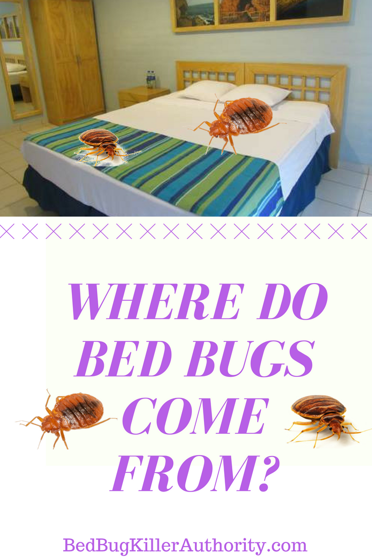 BedBugKiller17's tweet photo. Where do bed bugs originally come from?

 That is a really good question. I am going to try to answer this question to the best of my knowledge with what I have learned throughout my career. Where do bed bugs come from and how to detect their presence. 
https://t.co/f0or8UXSPq https://t.co/vPjiIz55nR