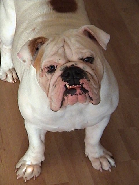 WorldFamousEnt's tweet image. My Girl Dana.. R.I.P