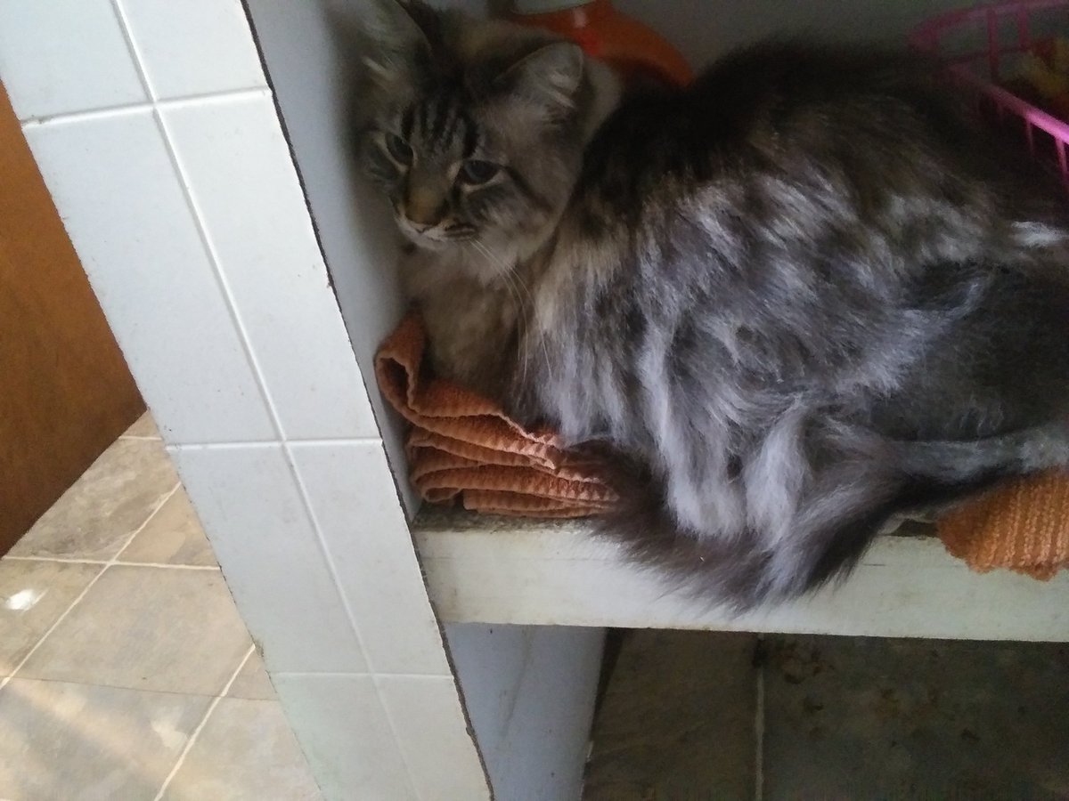 PooffSnow's tweet image. Kitty in the clean washcloths :/