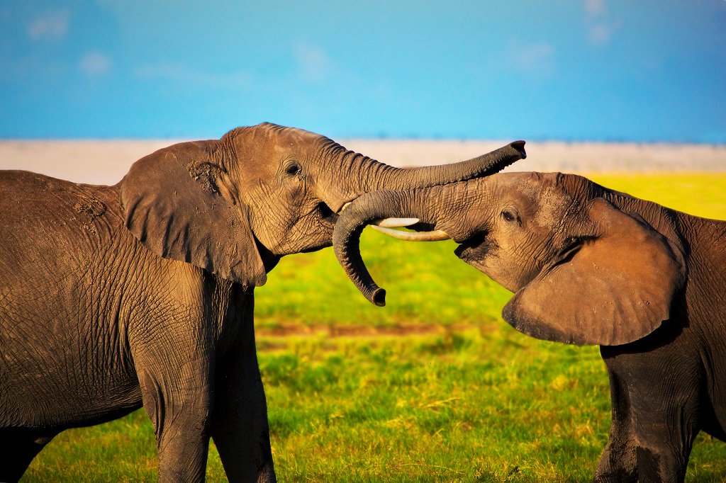 flySAA_US's tweet photo. Today we celebrate the majestic elephant #WorldElephantDay #FlySAA https://t.co/ipDLJq1ixE