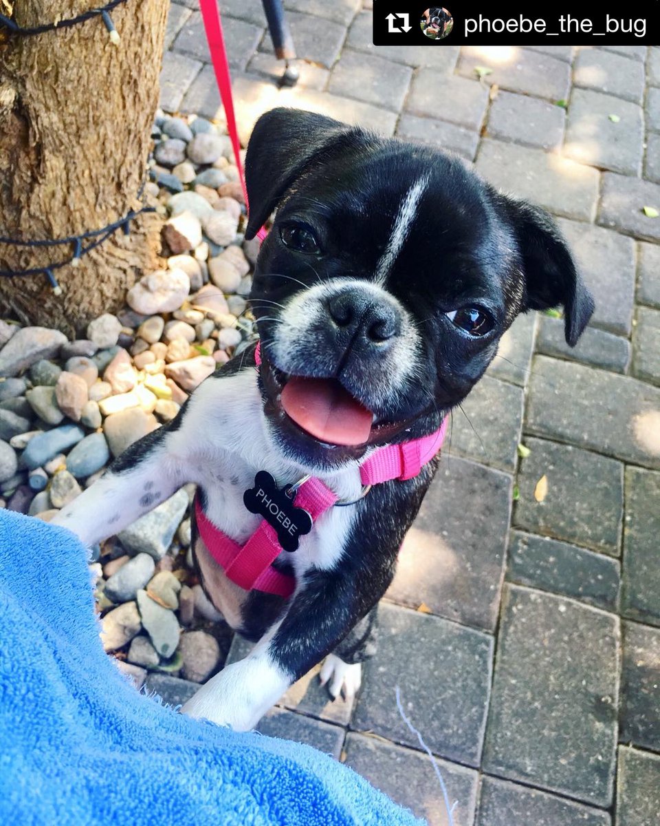 32shea's tweet photo. How cute is one of our newest doggie guests!! Our patio is #dogfriendly, so you and your pup can hang with us on cooler mornings like today!
📷@phoebe_the_bug on IG
#bestpatiophx #cutepuppypic #dogsof32shea #azsummer #cafe #coffeeshop #north32nd #32shea #phx #coffee #brunch https://t.co/yBH0k8xVto