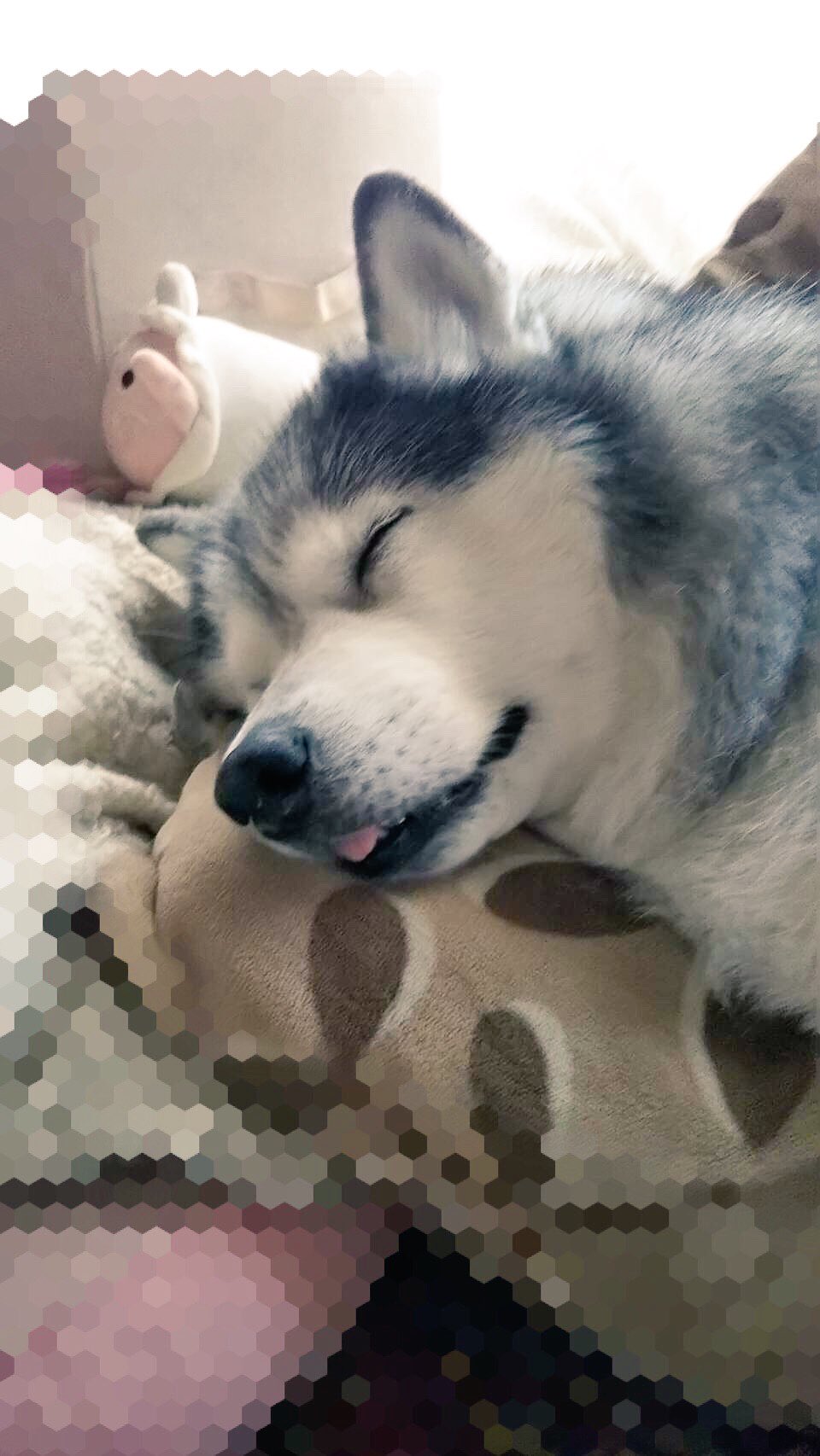 Kurowan Husky ハスキー犬ミントのお昼寝 この舌 笑 たまらなくカワイイのです T Co Qr5jnfhlnr Twitter