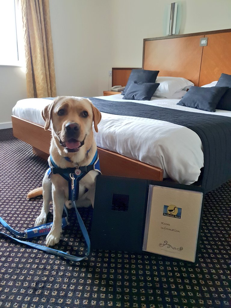 Assistance Dog Ziggy 🇬🇧🐾 tweet media