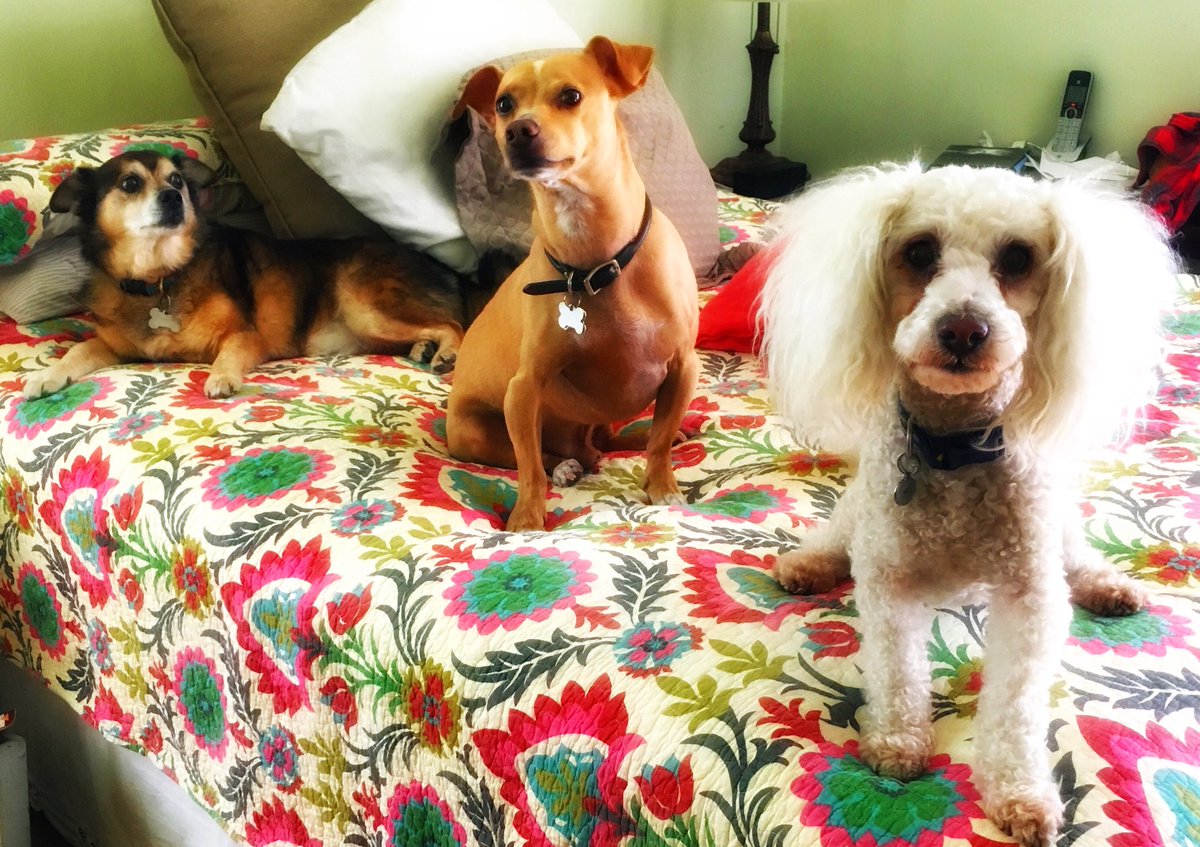 Summers are for #sleepovers! 
📷 Ralphie, Pete and Willy, caught chill’n together during in-home boarding by sitters Diane and Pete. #makeFETCHhappen !