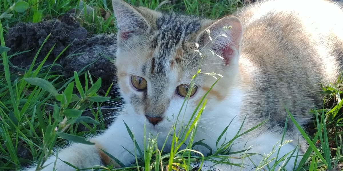 tenwattandrew's tweet image. #TinyCat thinks she is a much more ferocious version of herself.